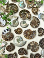 Ammonite, Fossil Tray