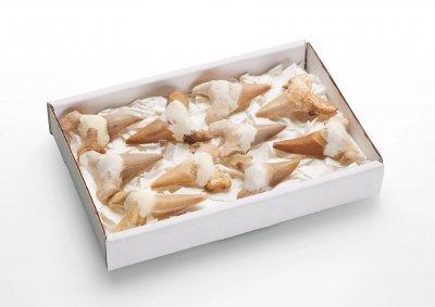 Hajtand, Fossilierade Box