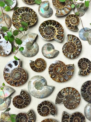 Ammonite, Fossil Tray
